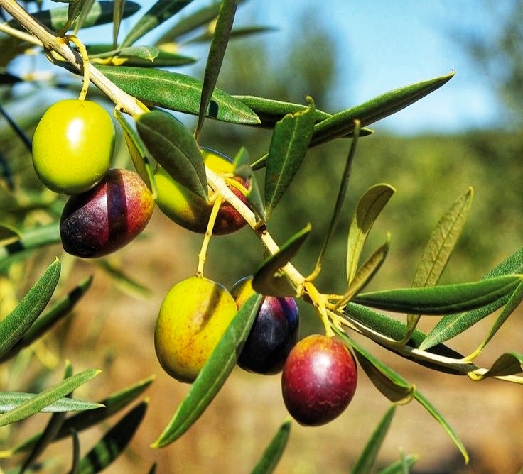 Bulk Olives Supplier in Russia; 2025 Guide to Wholesale Prices & Importing